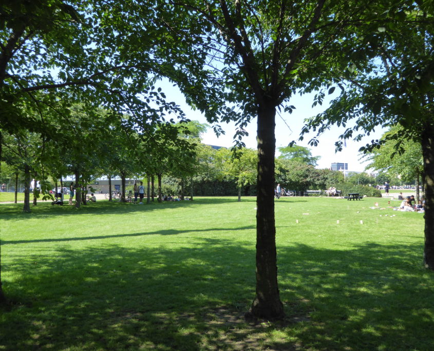 Small park with Japanese cherry trees at Langelinie, Copenhagen, Denmark