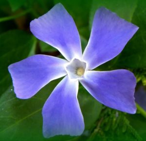 Natural Patterns are extremely beautiful - ECstep