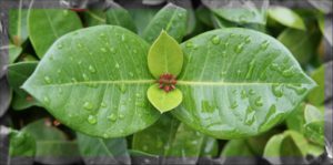 Mirror symmetry 4