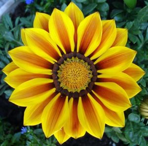 Rotational symmetry 4