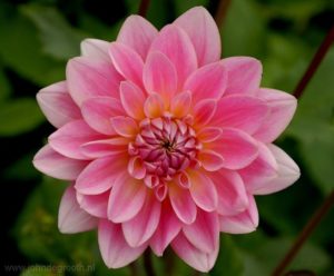 Rotational symmetry 5