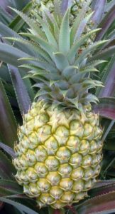 tesselation pattern - ananas Queen Victoria