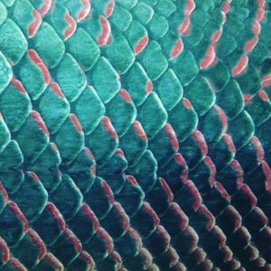 tesselation pattern - scales of Arapaima - a large freshwater fish