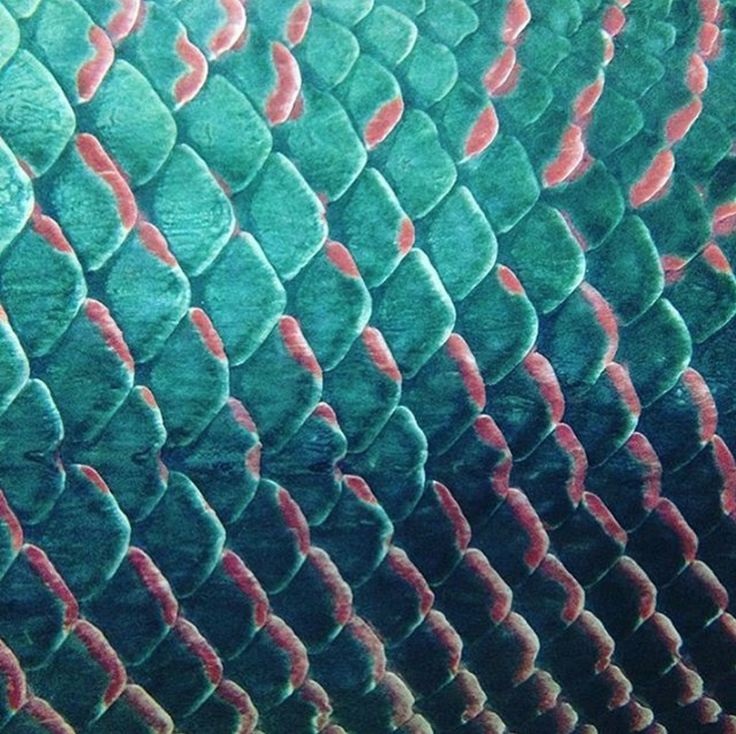 tesselation pattern – scales of Arapaima – a large freshwater fish - ECstep