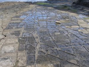 tessellated pavement at Eaglehawk Neck, Australia