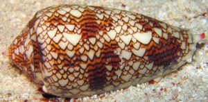 Chaos - shell of gastropod mollusc the cloth of gold cone