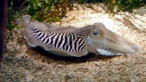 Breeding pattern of cuttlefish - Sepia officinalis