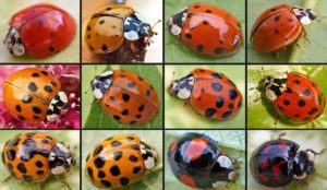 ladybirds