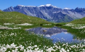 Alpine tundra in the Swiss Alps