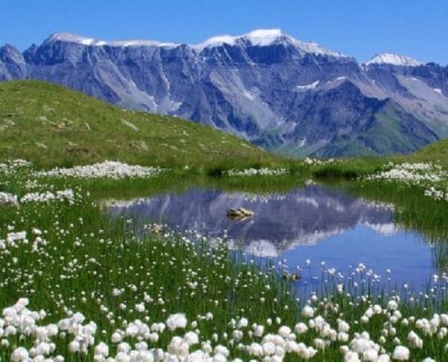 Alpine tundra in the Swiss Alps