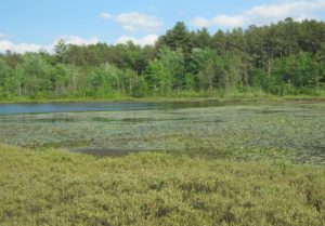 Bog at Amherst, New Hampshire