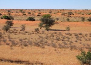 Kalahari Desert