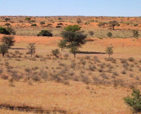 Kalahari Desert