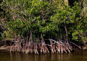 Mangrove at the shoreline edge