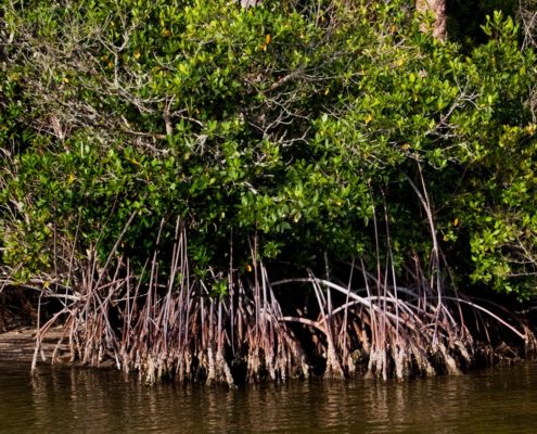 Mangrove at the shoreline edge
