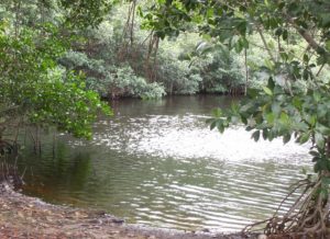 Mangrove swamp in Florida Everglades