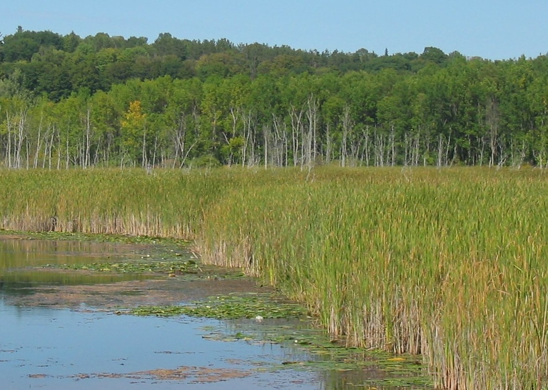 Marsh developed at the edge of a lake - ECstep