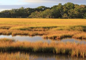 Salt marsh in North Georgia