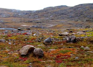 Tundra at Nunavut, Canada