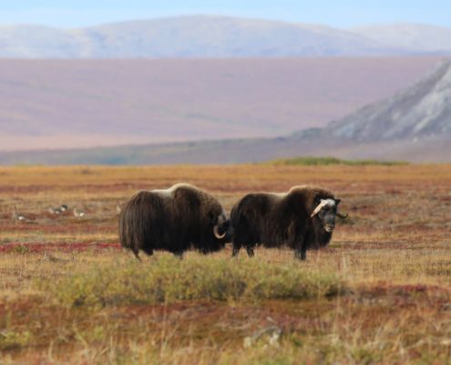 Tundra in Alaska with muskoxens