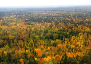 West Siberian taiga