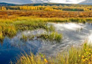 Wetland at Acadia, North America