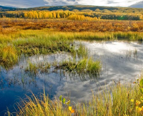 Wetland at Acadia, North America
