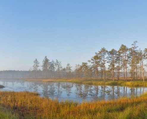 Wetland at Viru Bog, Estonia