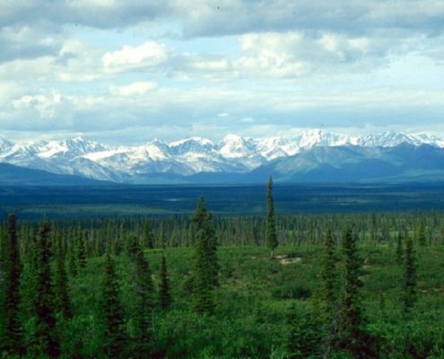 White spruce taiga in Alaska