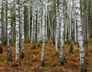 birch trees in taiga near Novosibirsk