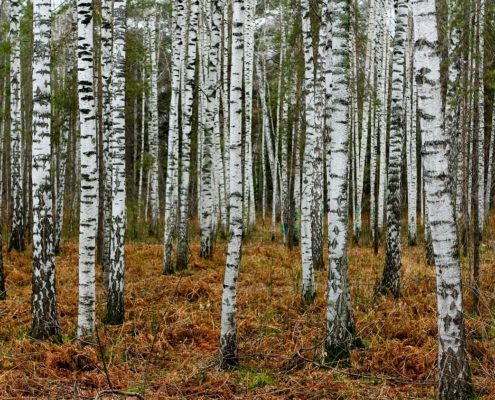 birch trees in taiga near Novosibirsk