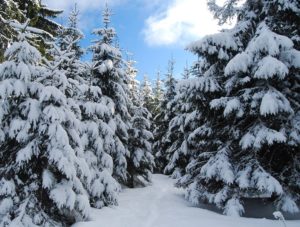 taiga with snow covered fir