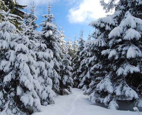 taiga with snow covered fir