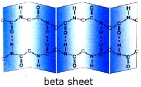beta sheet
