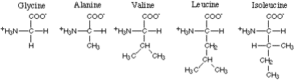 aliphatic amino acids