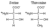 hydroxyl amino acids