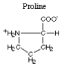 prolin amino acid