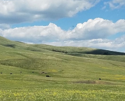 Montana's Northern Great Plain