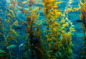 Kelp forest