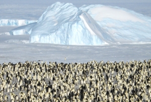 Penguins in Antarctica