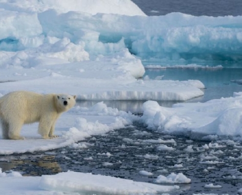 Polar bear in Greenland