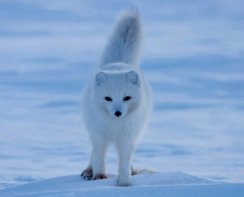 Polar fox