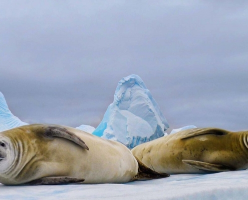 seals in the north polar region