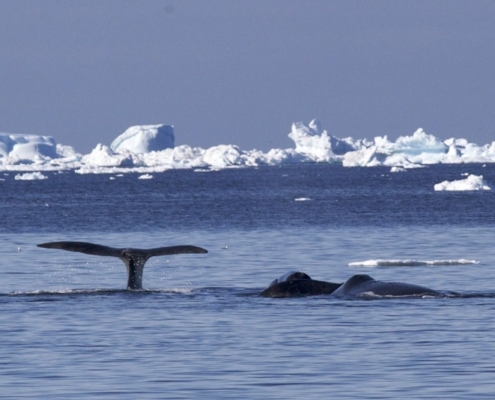 whales in the polar regions