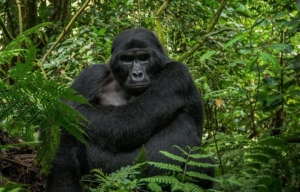 Gorilla in Jungle