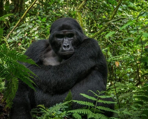 Gorilla in Jungle