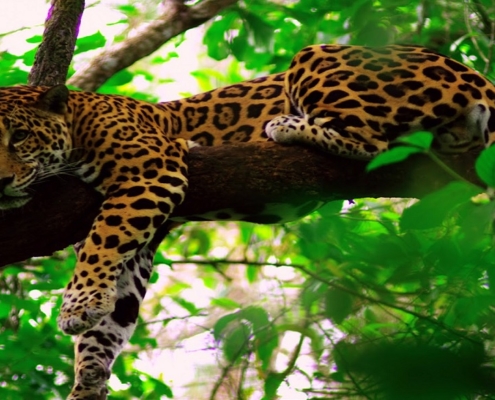 Jaguar in the jungle