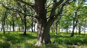 Oak woodland