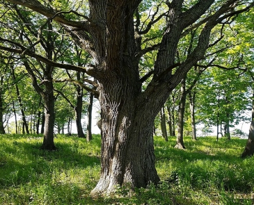 Oak woodland