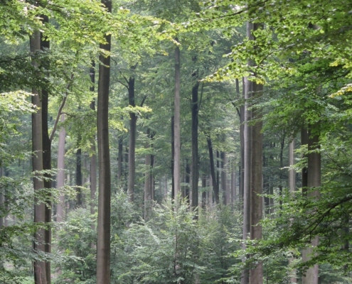 beech forest, Denmark